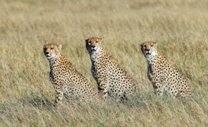 Cheetah Serengeti National Park, Tanzania