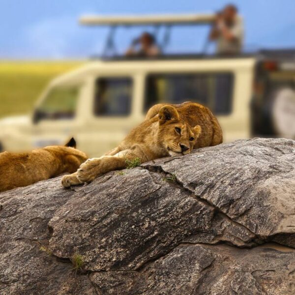 african safari holiday tours kenya and tanzania