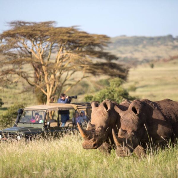 Kenya Safari Wildlife
