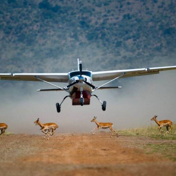 kenya & tanzania wildlife safari