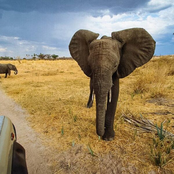kenya & tanzania wildlife safari