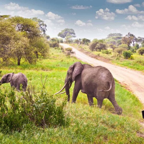 african safari holiday tours kenya and tanzania